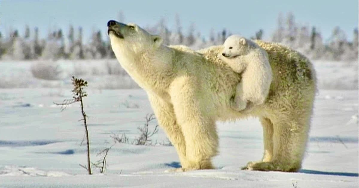 Polar Bear Cubs Show Affection as They Follow Their Mama Across the Frozen Sea (Video) 💖