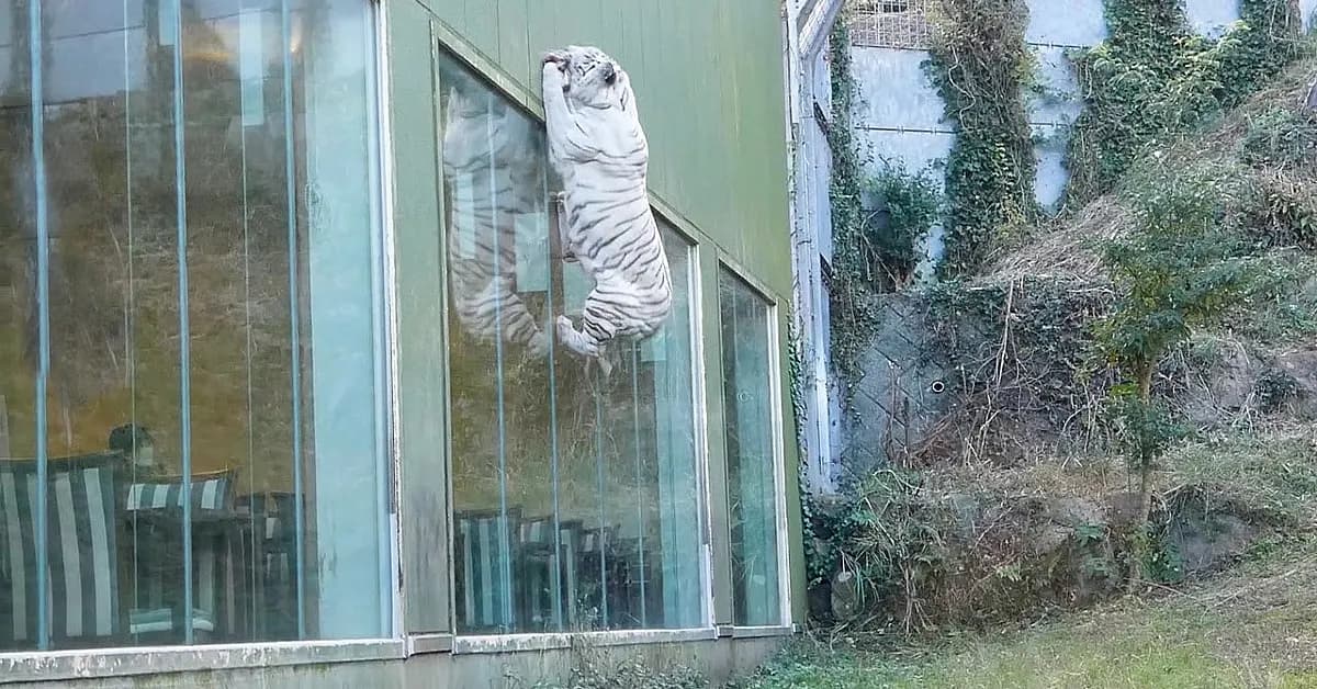 A white tiger mother leaps incredibly high (Video)