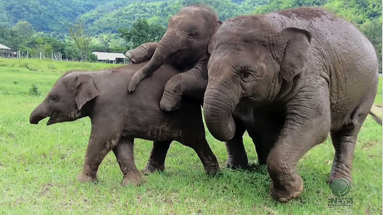 Adorable baby elephant having fun – ElephantNews (Video)