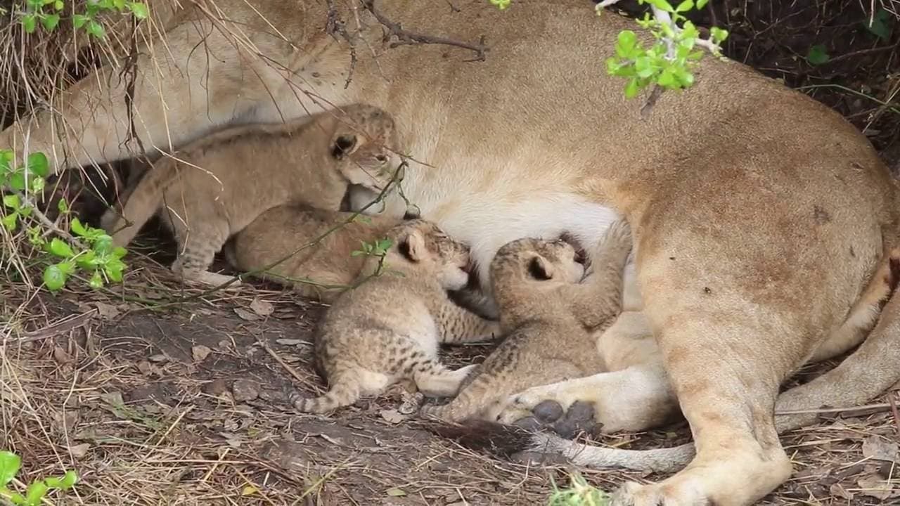 Newborn Lion Cubs in Serengeti – African Family Safaris (Video)