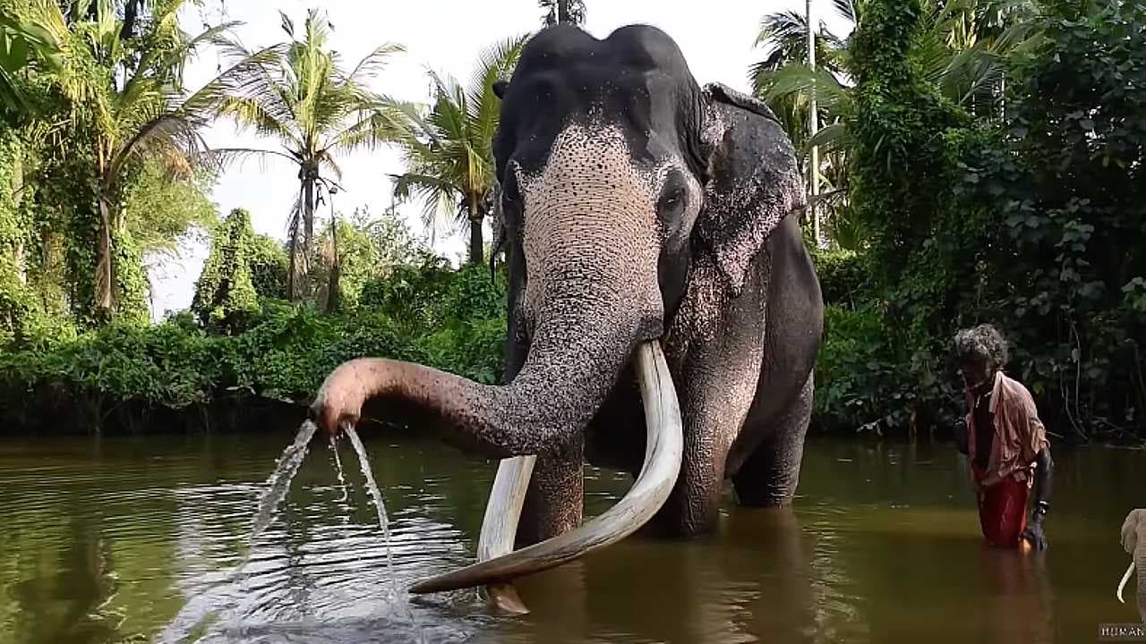 Meet the Largest and Most Majestic Elephant in the World (Video)