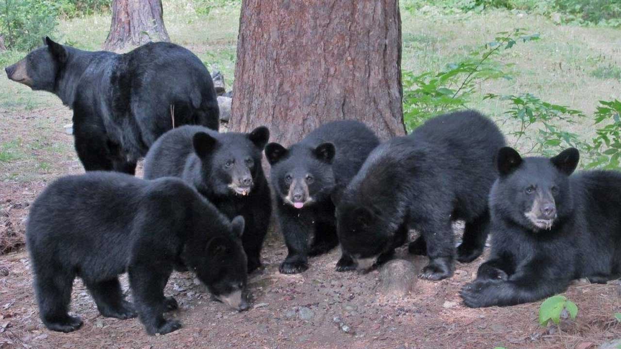 A Black Mama Bear and Her Five Cubs, A Heartwarming Bear Family (Video)