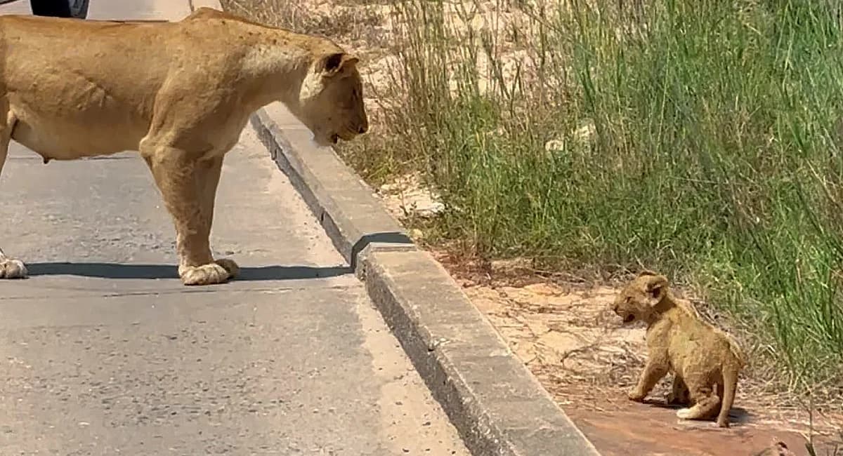 Lion Cubs Struggle to Reach Their Mother (Video)