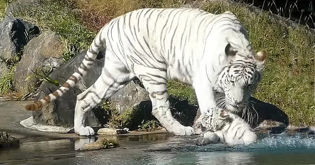 White Tiger Mom shows her cub how to enjoy playing in the water (Video)