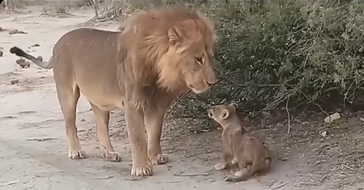 Lion encounter: The father lion instructs his young male cub on how to rule as a king in the wild (Video)