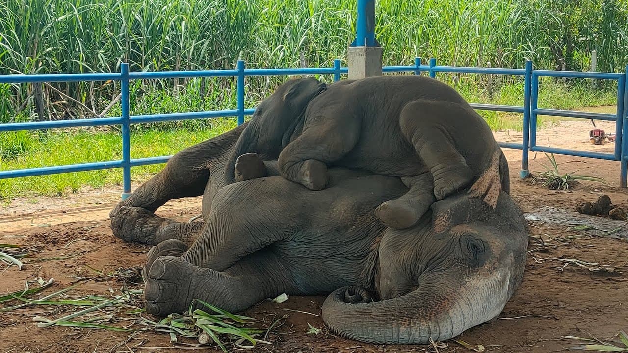 Big baby elephant growing into a young female ❗Still sleeping with her mother (Video)