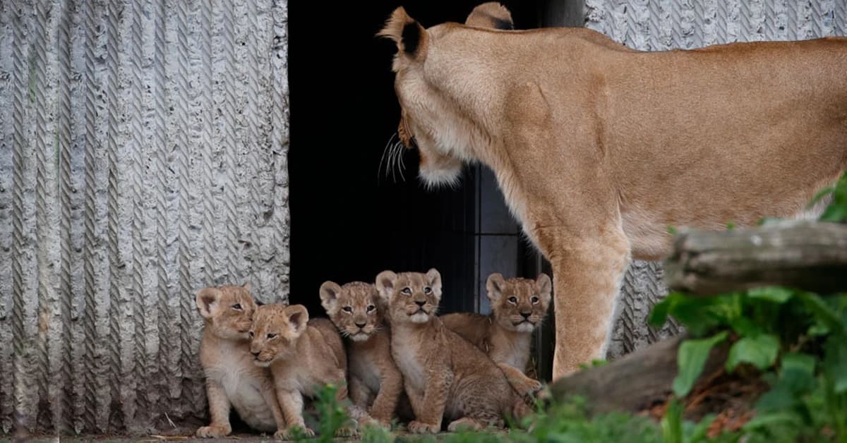 Today, Mom brings her five adorable lion cubs to meet Daddy for the first time at Copenhagen Zoo, creating beautiful moments (Video)