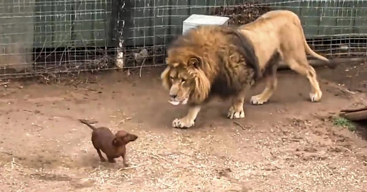 The lion, heartbroken over missing his dachshund friend, stopped eating — until something incredible occurred (Video)