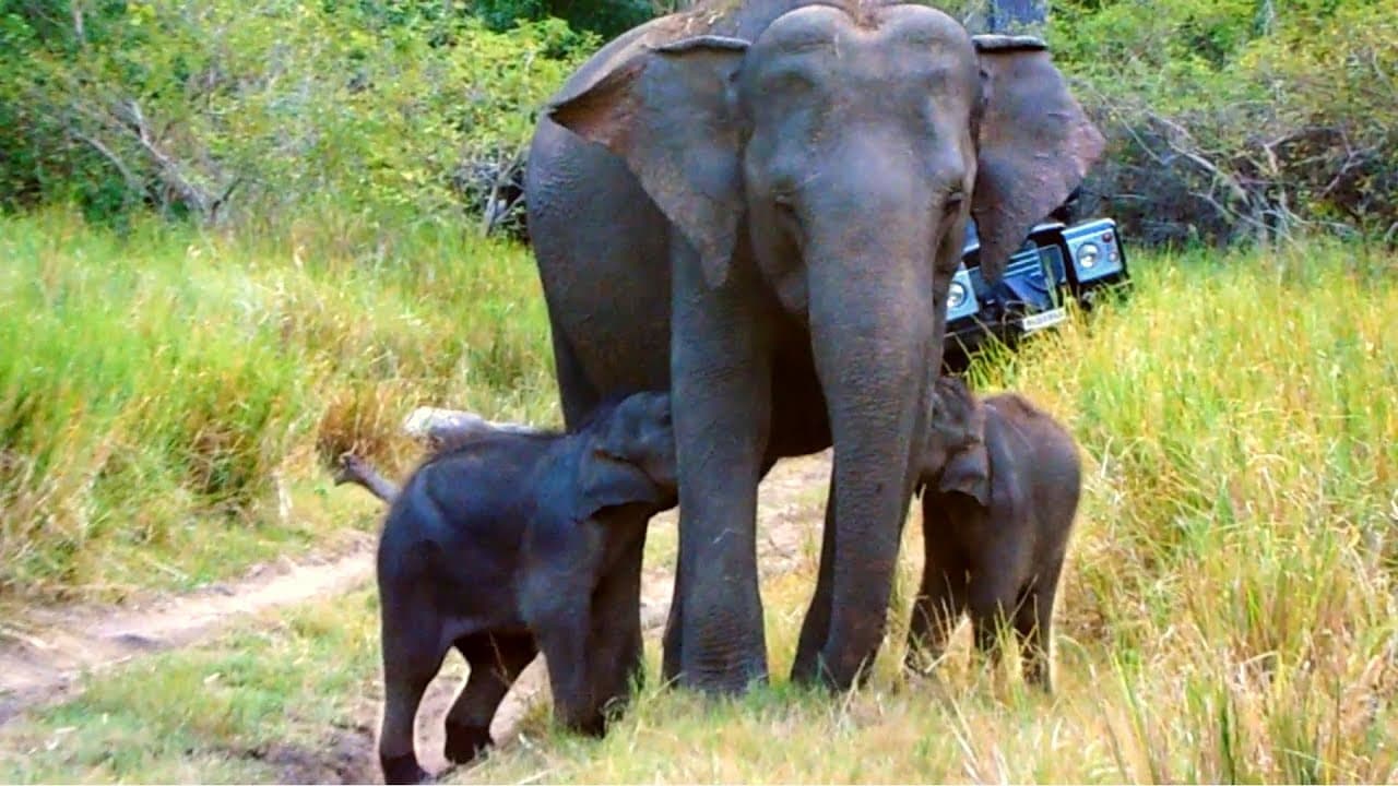 Rare footage of two adorable baby elephants, a twin pair, embraced by nature (Video)