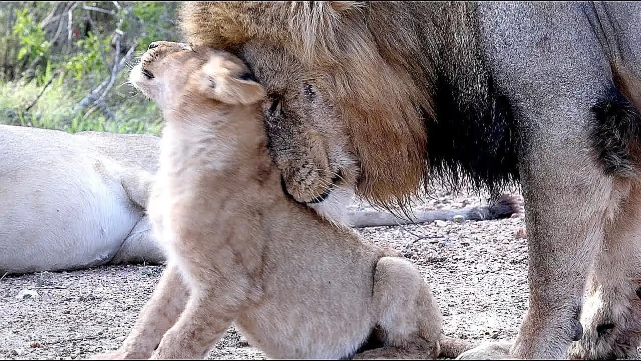 Lion Dad Shares a Heartwarming Moment with His Son (Video)