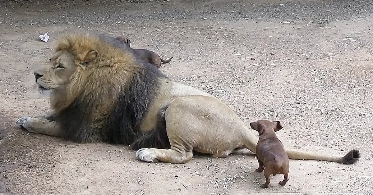 A Lion King and His Pride of Dogs (Video)