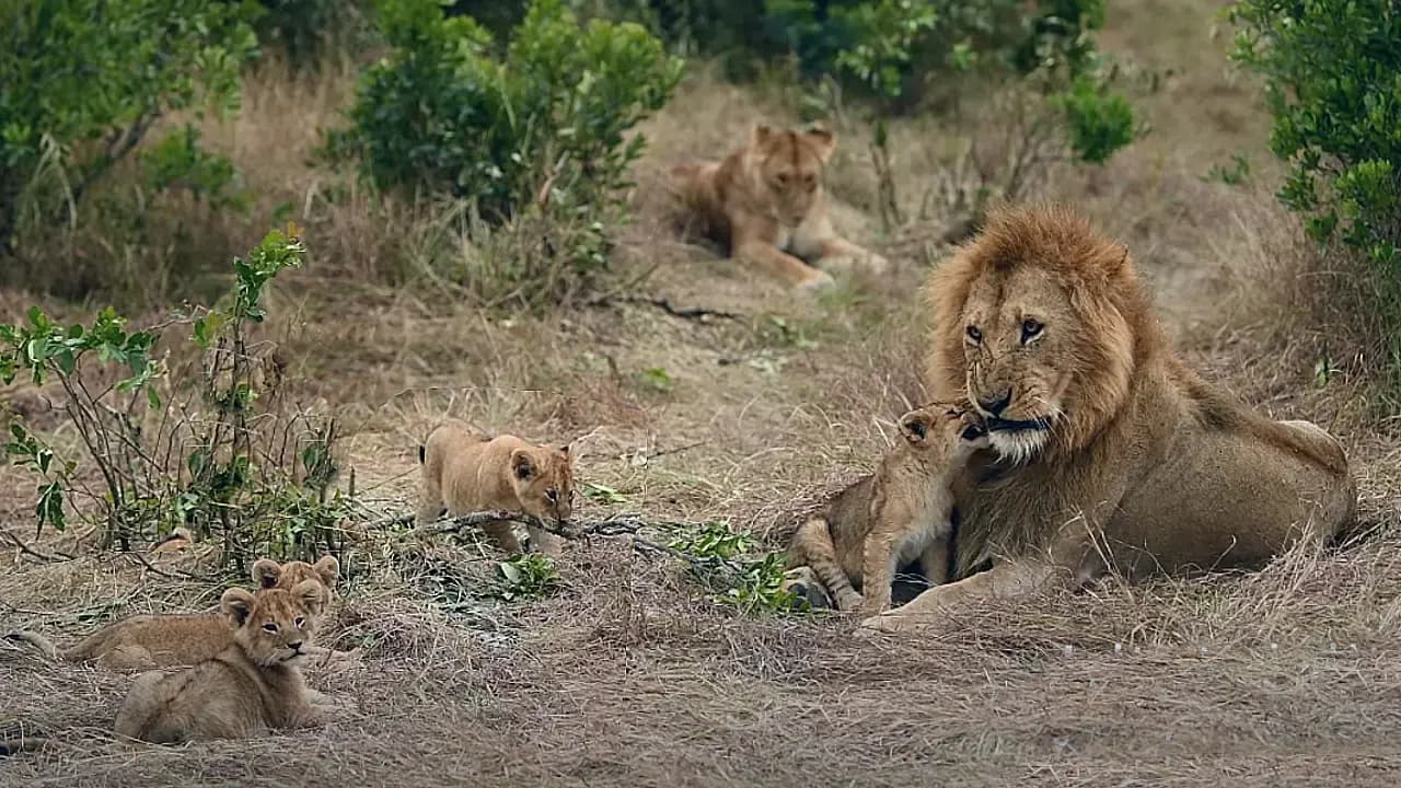 Adorable baby lion cubs courageously play with their daddy | Too cute (Video)