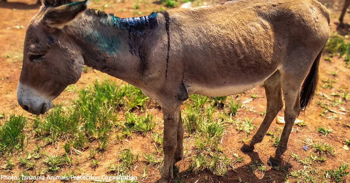 Dozens of sick and injured donkeys have been abandoned on the streets of Tanzania