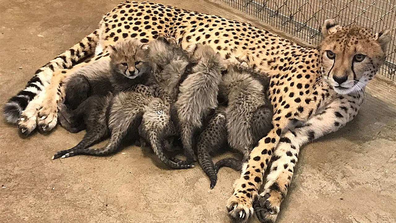 Female cheetah sets a record by giving birth to the largest litter of cubs in St. Louis (Video)