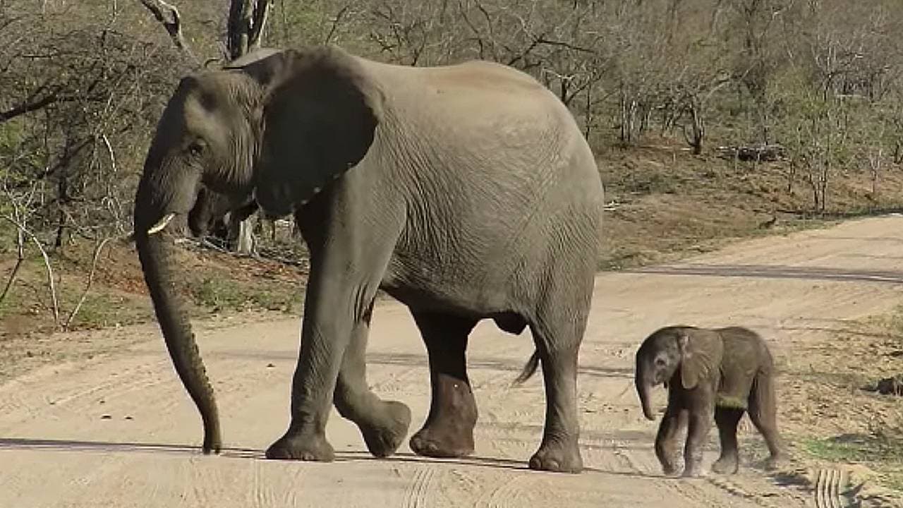 Mother Gently Guides Tiny Newborn Elephant Across the Road with Love (Video)