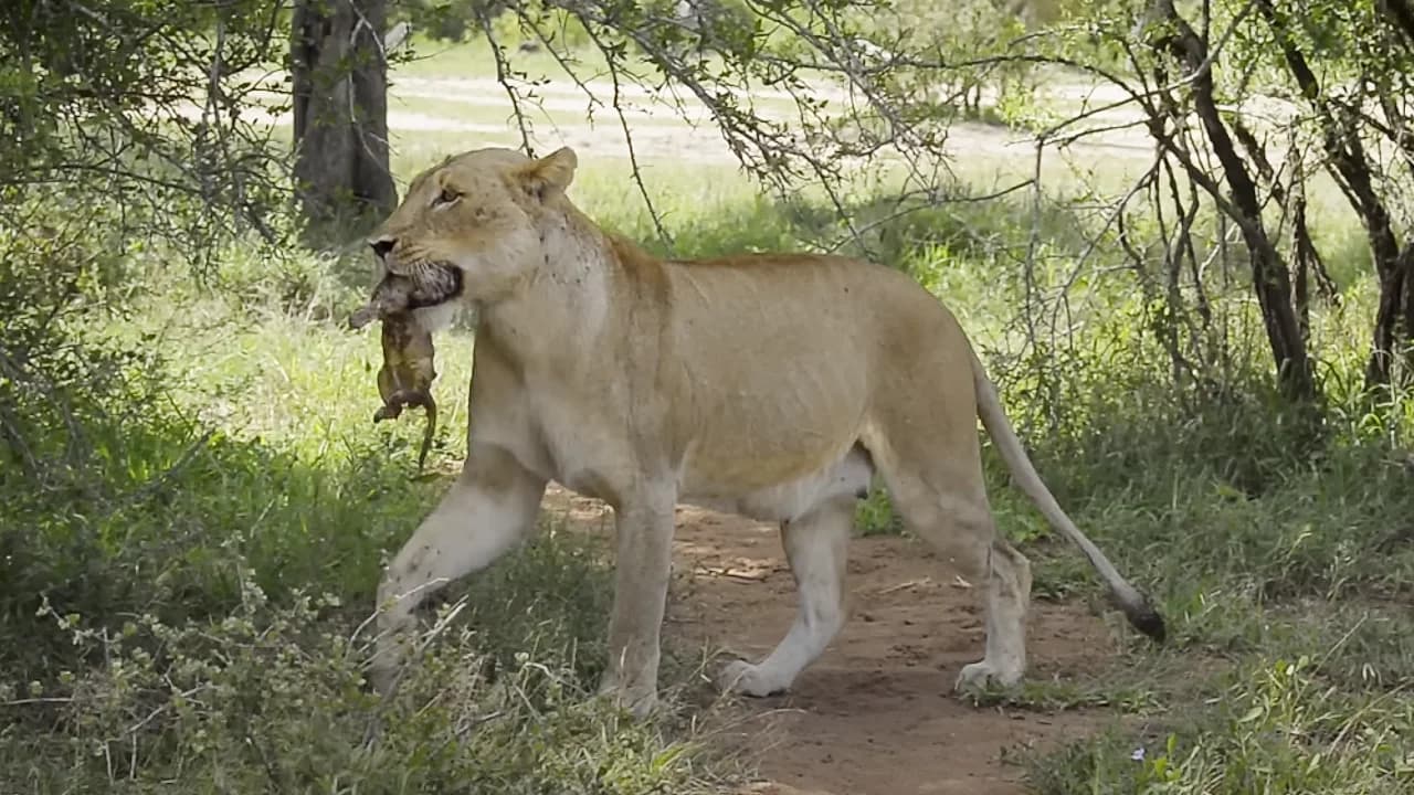 A 5-minute-old lion cub being carried by its mother (Video)