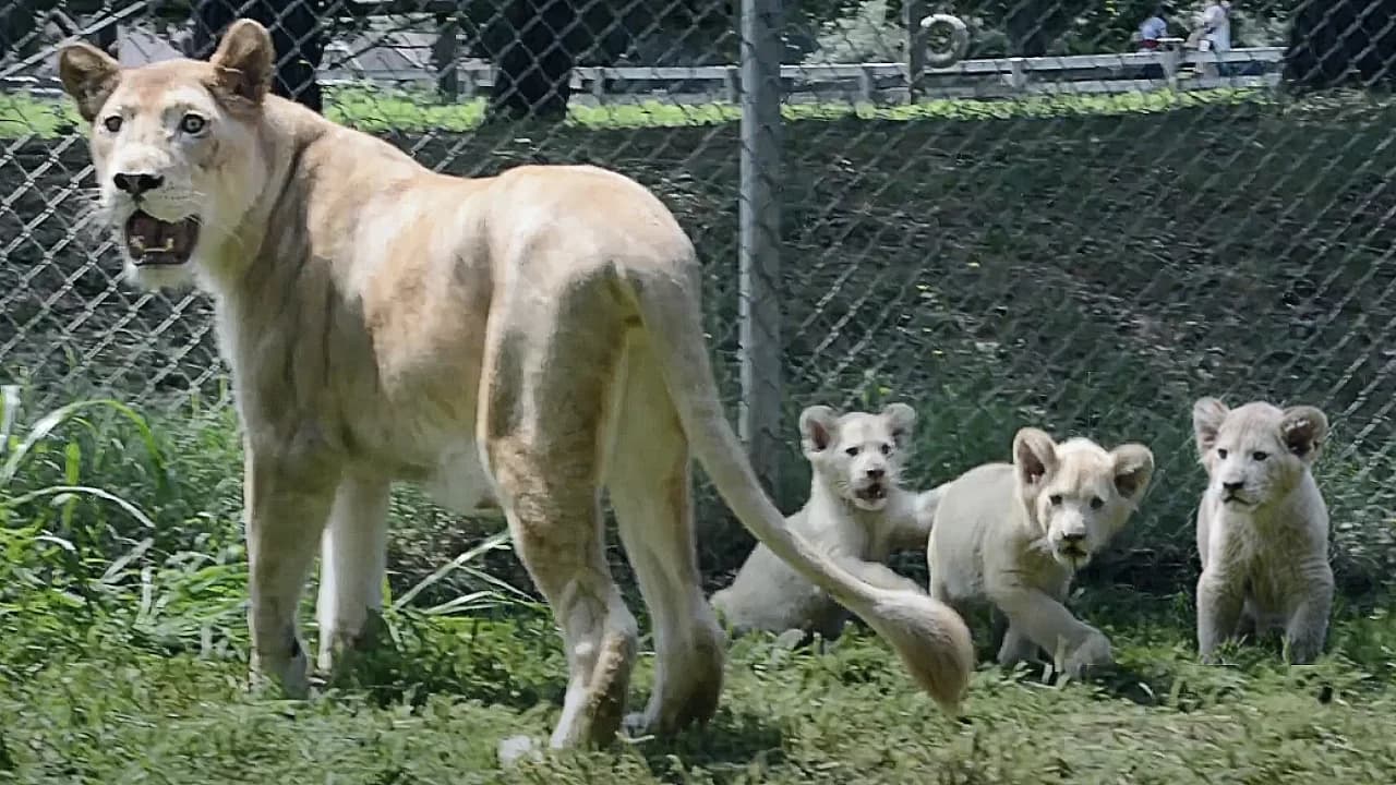 First Day Out! White Lion Cubs Make Their Public Debut After 110 Days in the Den (Video)