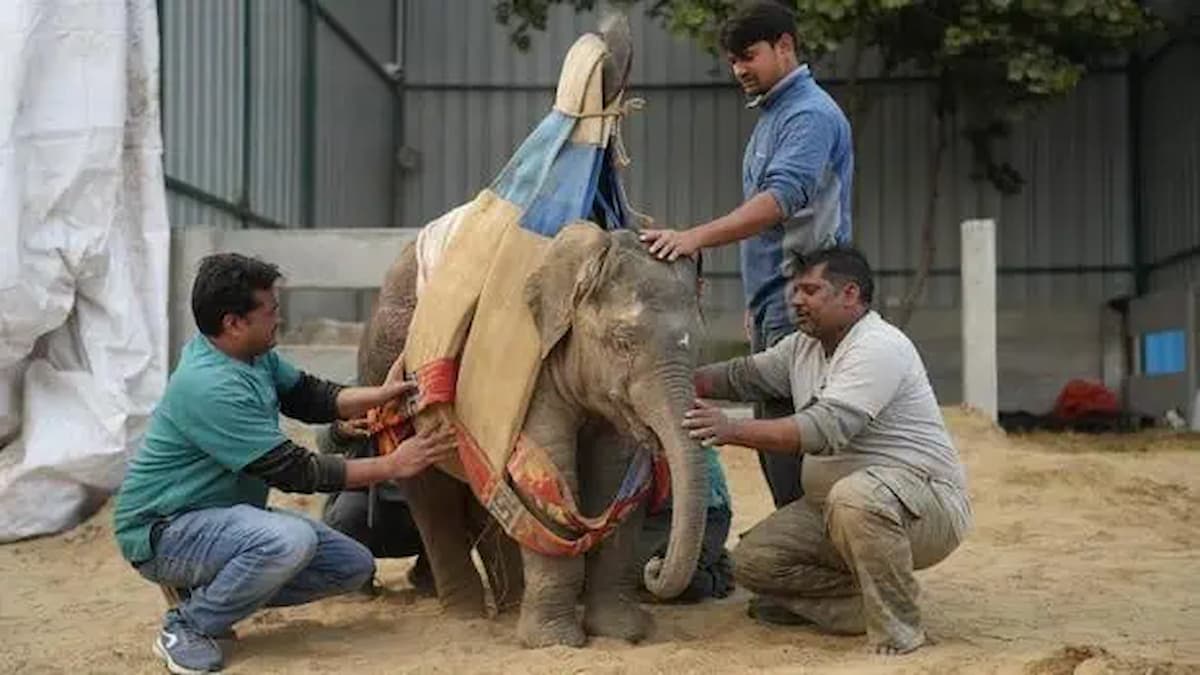 Rescue the elephant trapped on the railway tracks and see how it recovers