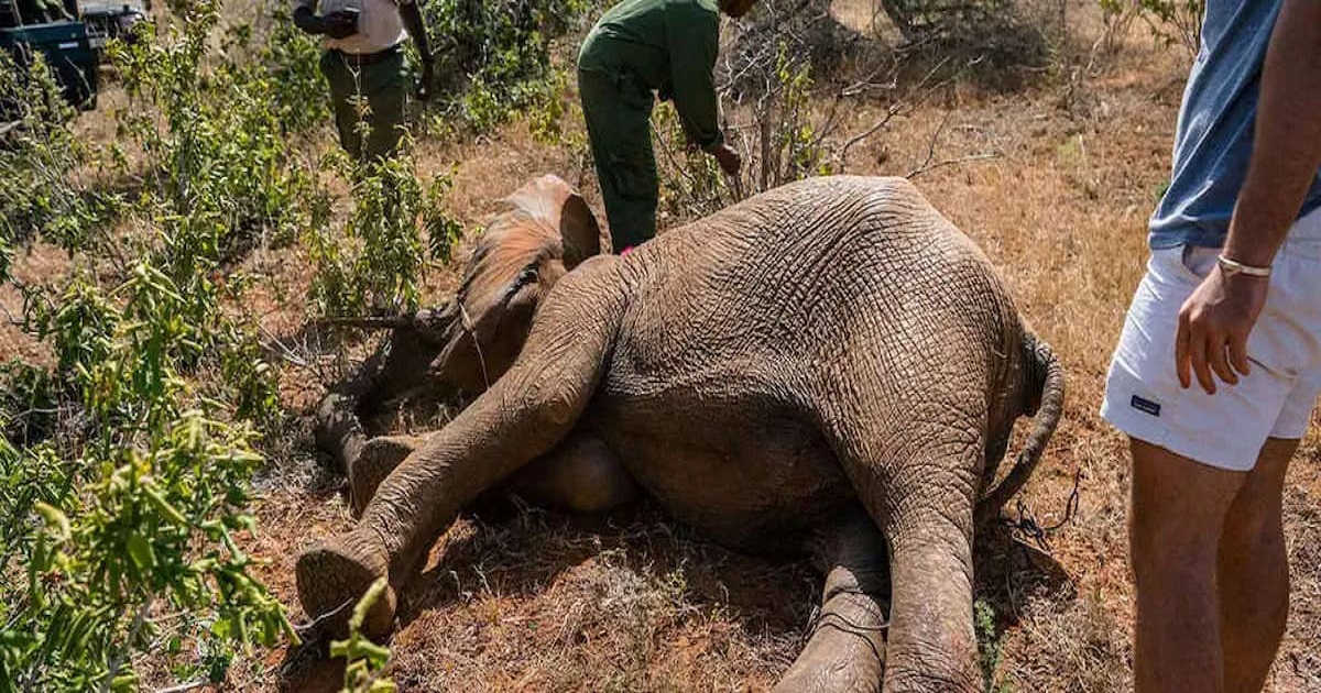 A Brave Rescue: The Elephant Saved from the Hidden Dangers of the Wild