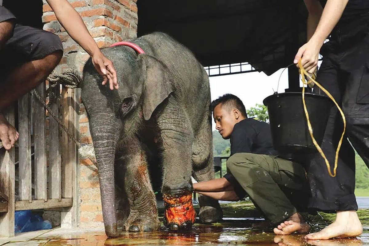 A heartwarming rescue: The baby elephant gets a second chance