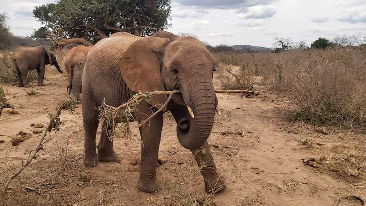 A Journey of Hope: Rescuing a Baby Elephant