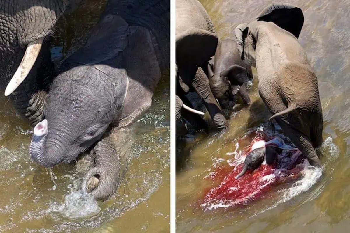 The warm birth of an elephant calf at Kruger National Park