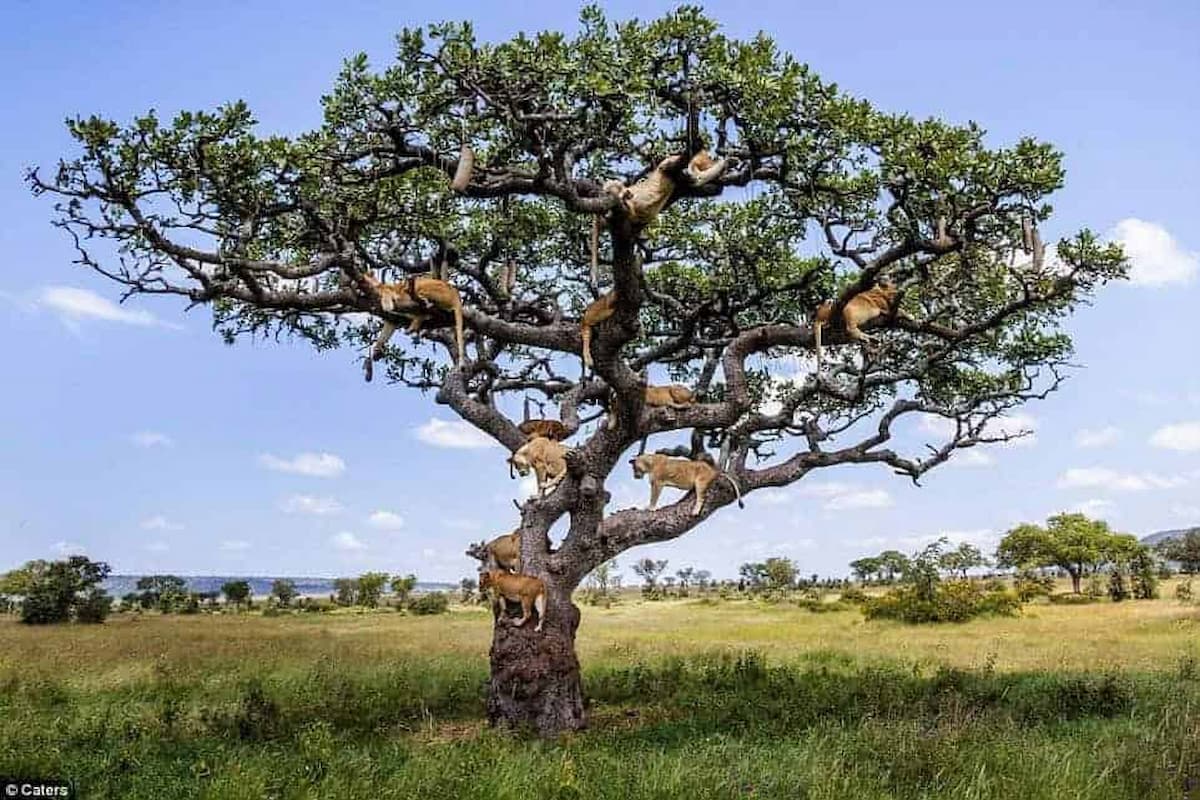 Unbelievable: A pride of lions climbing trees to escape the annoying flies!