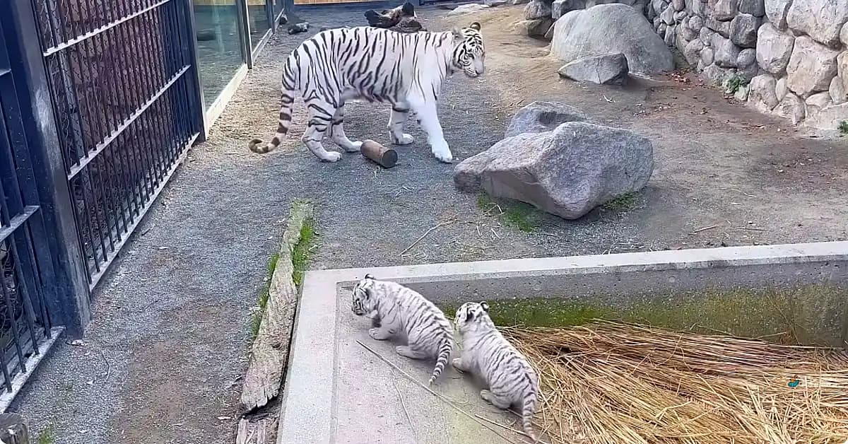 A white tiger parent and their cub are seen practicing outdoor exploration at Tobu Zoo (Video)