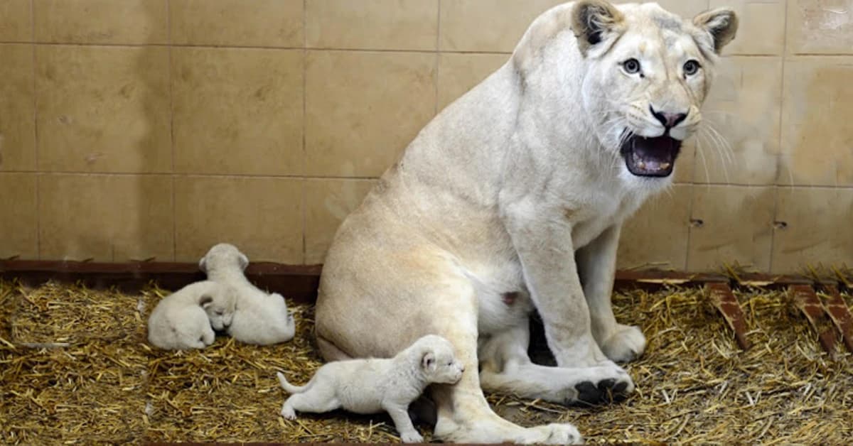 A rare white lion cub, one of three recently born at a French zoo (Video)