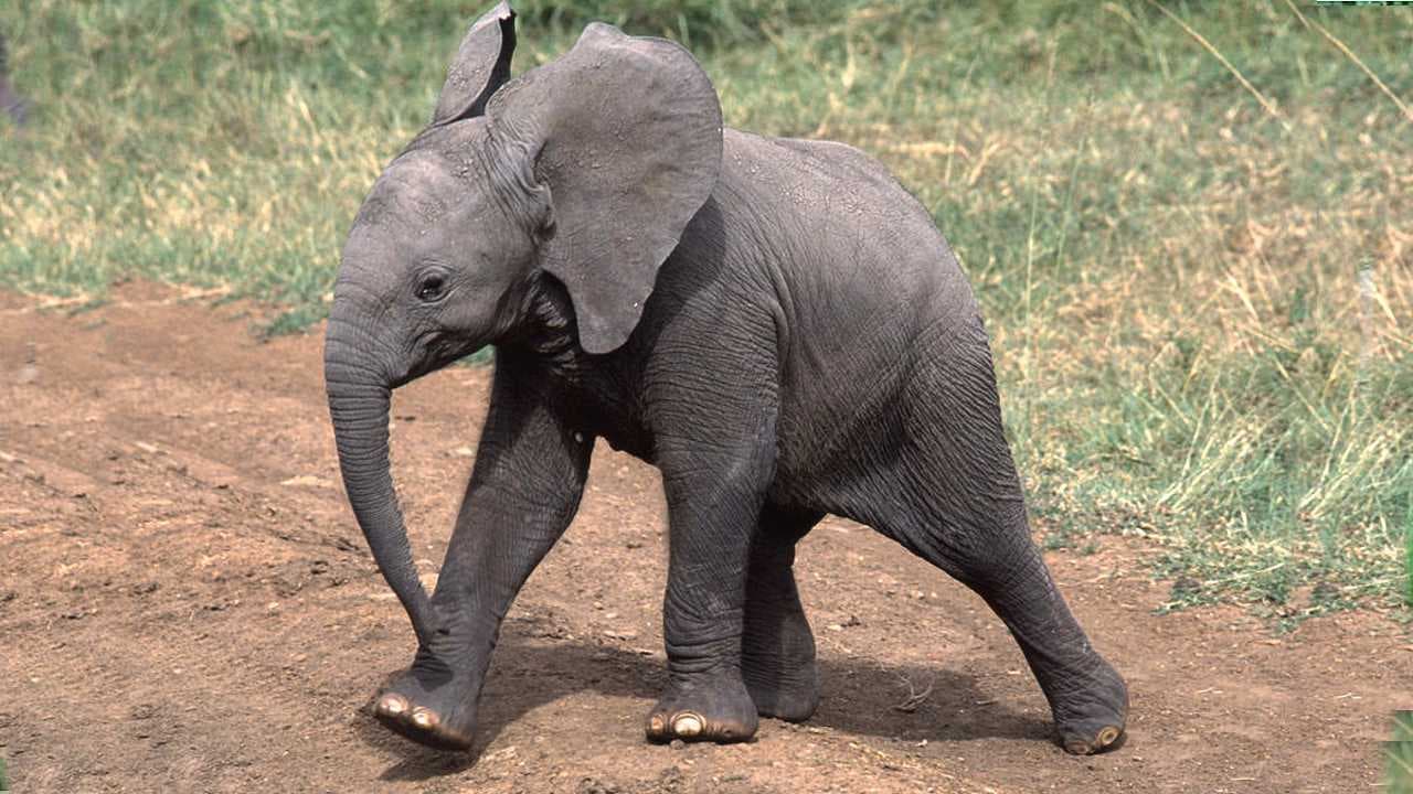 Young Elephant Calf Having Fun with Birds (Video)