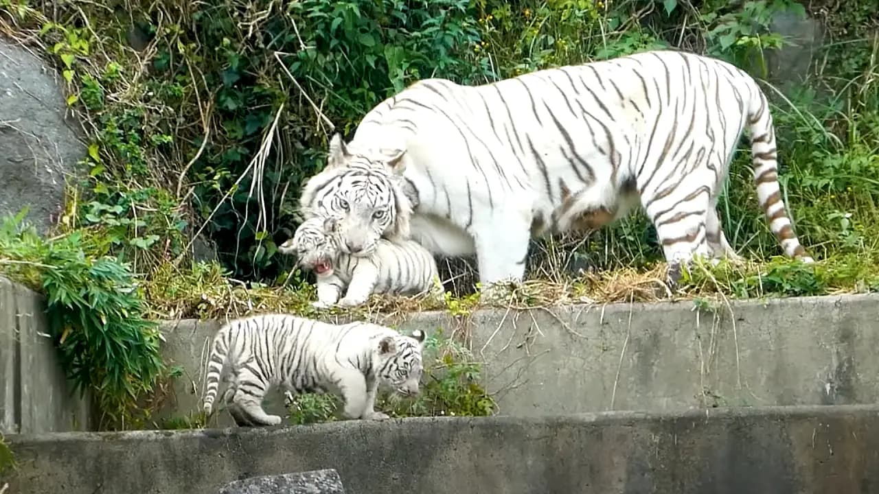 A white tiger mother attempts to catch her curious tiger cubs | Adorable moment (Video)