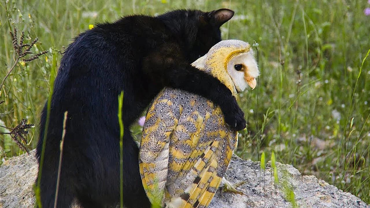 A black cat discovers its best friend, an owl, in the wild (Video)