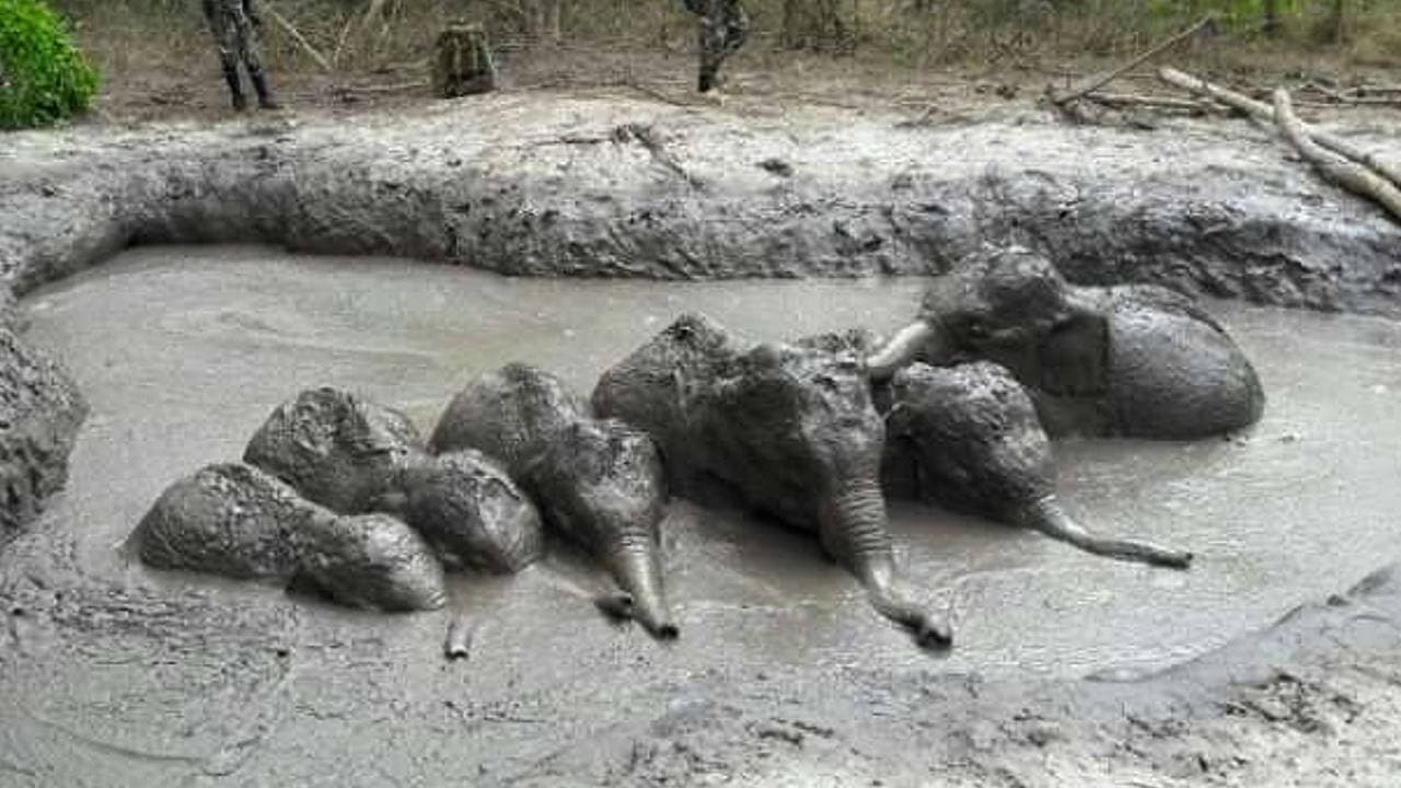 A video shows the rescue of six baby elephants from a mud pit in Thailand