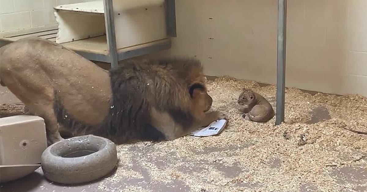 Video: Lion cub at Denver Zoo meets its father for the first time