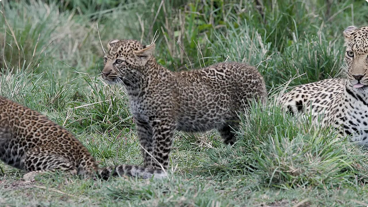 The playful leopard cubs captivate everyone’s attention as they frolic under the watchful eye of their mother, Luluka (Video)