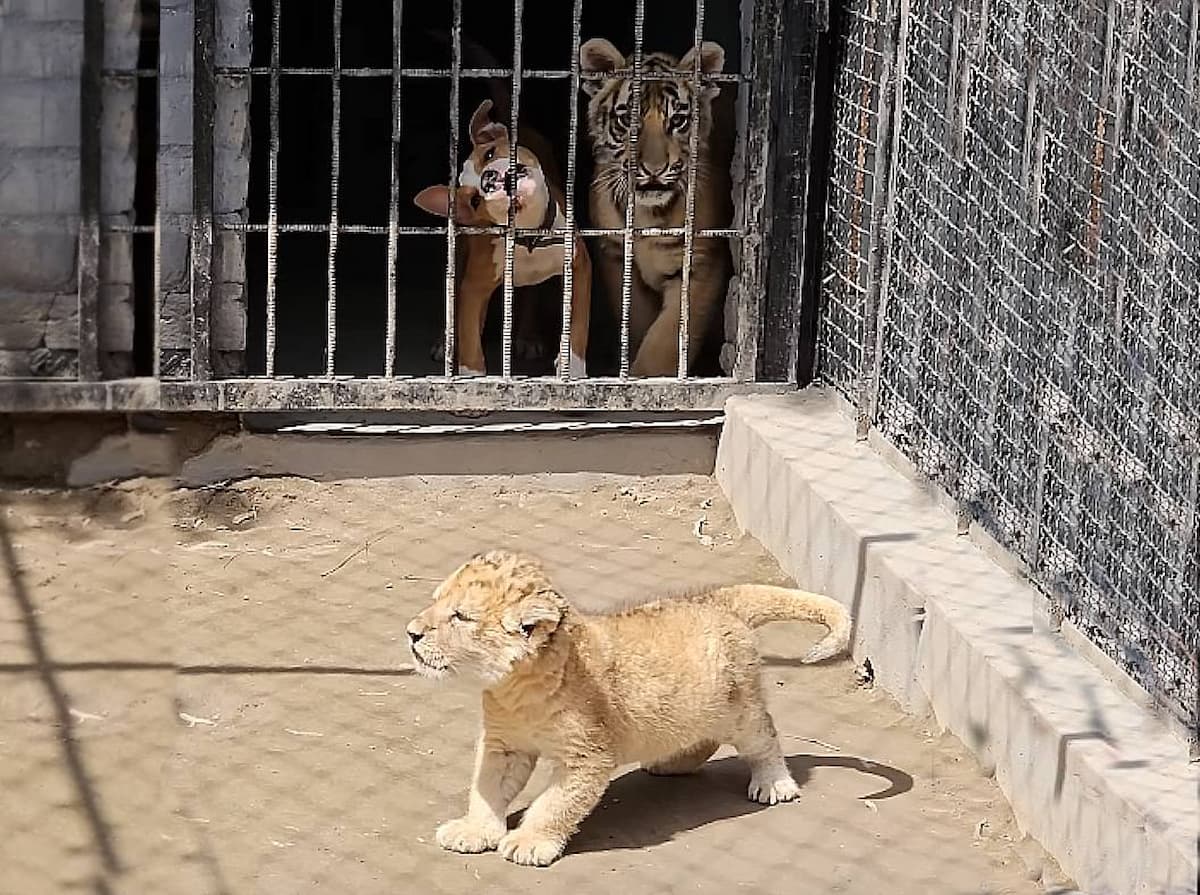 Dog Tries to Play with a Playful Lion Cub (Video)