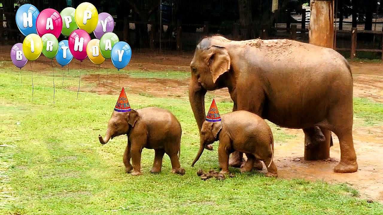 A joyful birthday celebration for the adorable twin baby elephants, surrounded by the warm blessings of the gathering (Video)