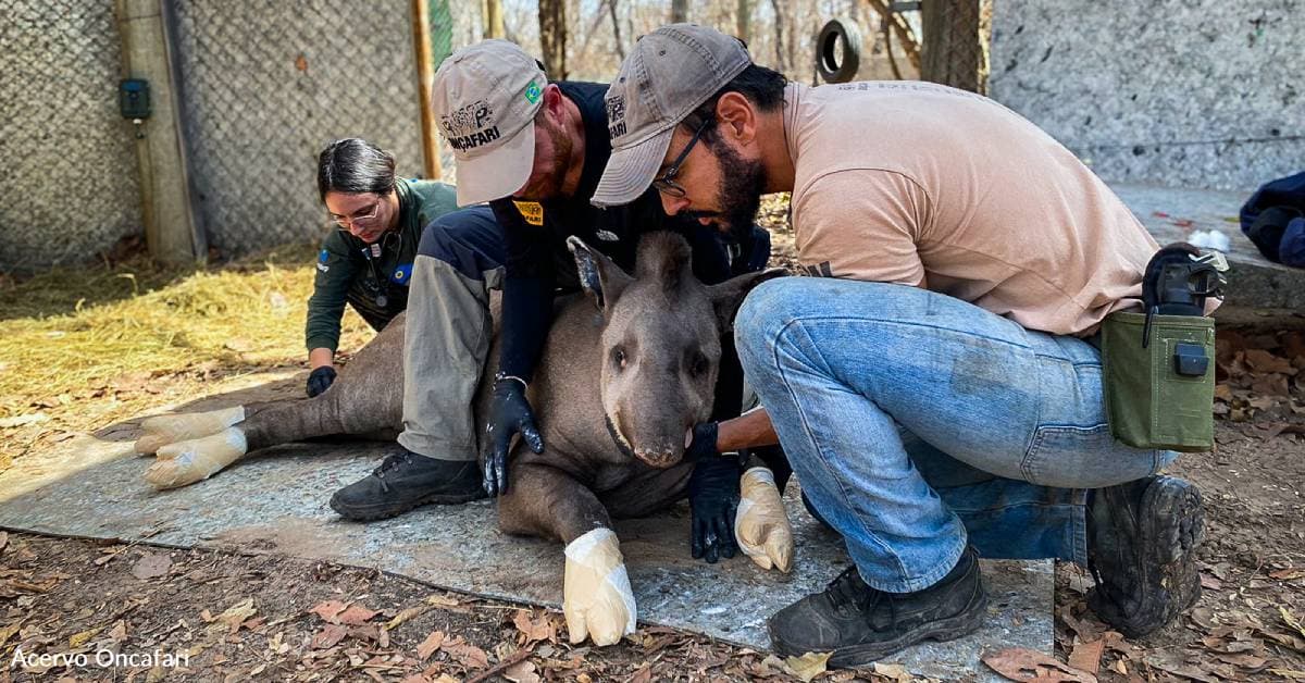 The elephants have been severely burned in the wildfires