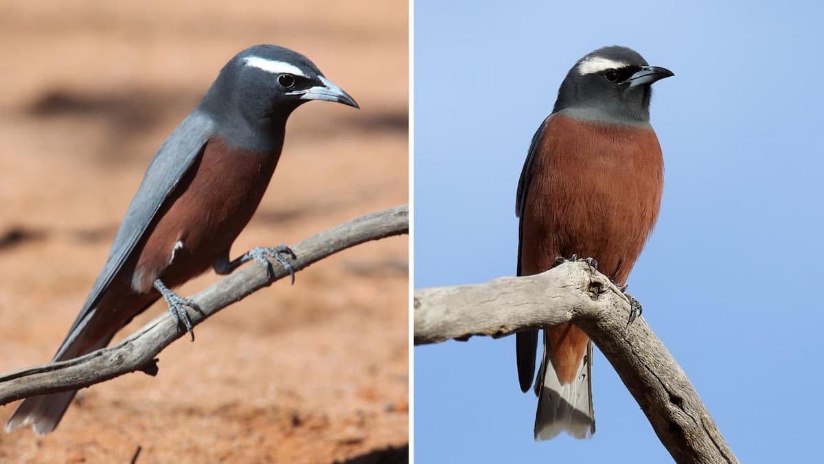 This bird flaunts striking snow-white eyebrows, adding elegance to its appearance!