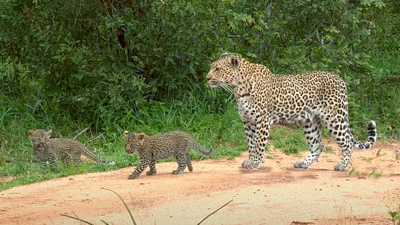 Leopard cubs venture outside the den for the first time (Video)