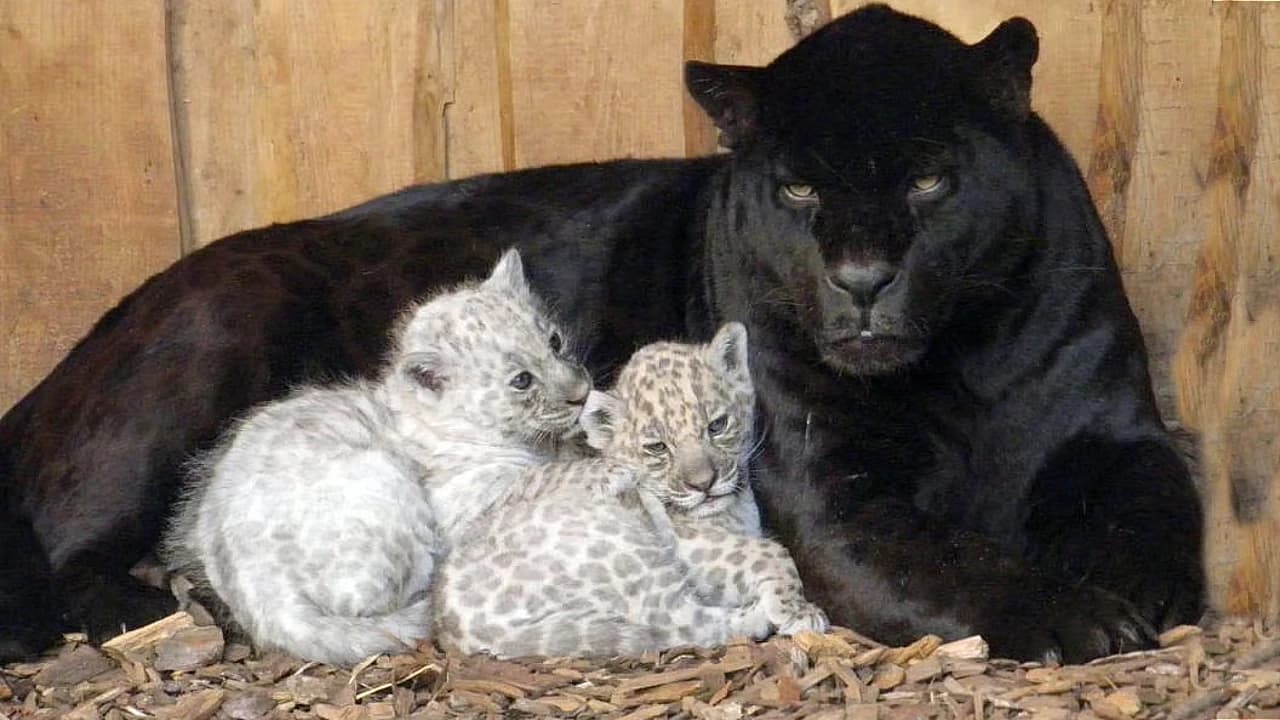 Witness the Extraordinary: Rare Albino Jaguar Cubs Make Their Grand Entrance into the World, Born to a Black Jaguar Mother at Aschersleben Zoo (Video)