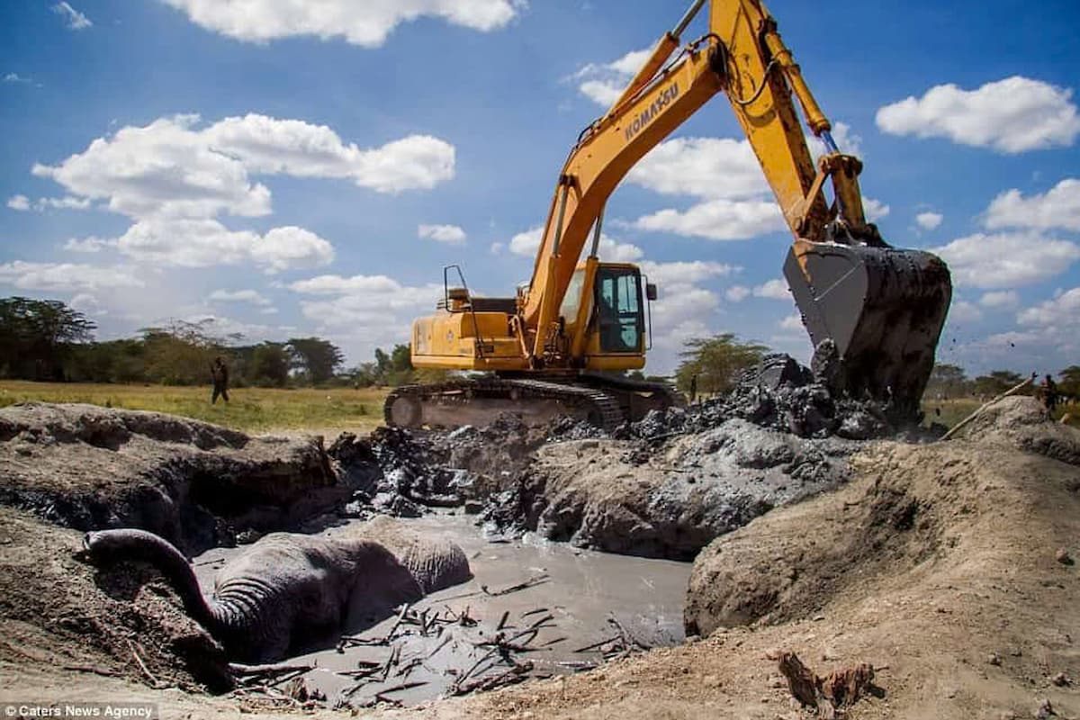 Rescue Operation in Kenya: Digger Helps Free Elephant Trapped in Mud Pit