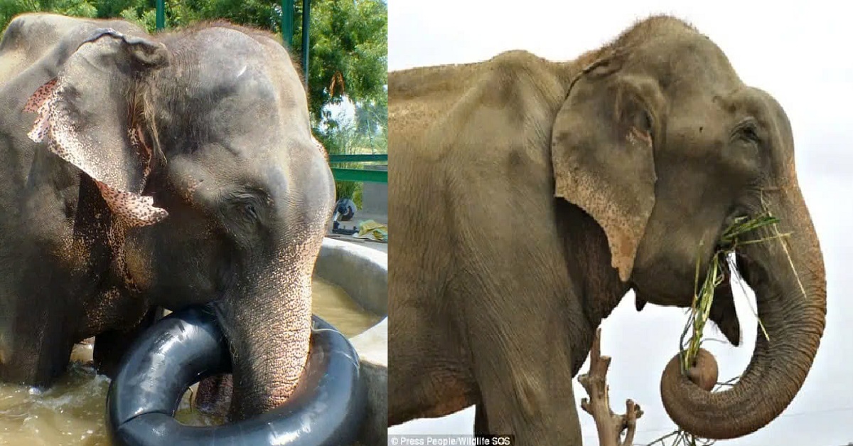 Raju the Elephant Finally Experiences Freedom After Years of Pain and Hardship