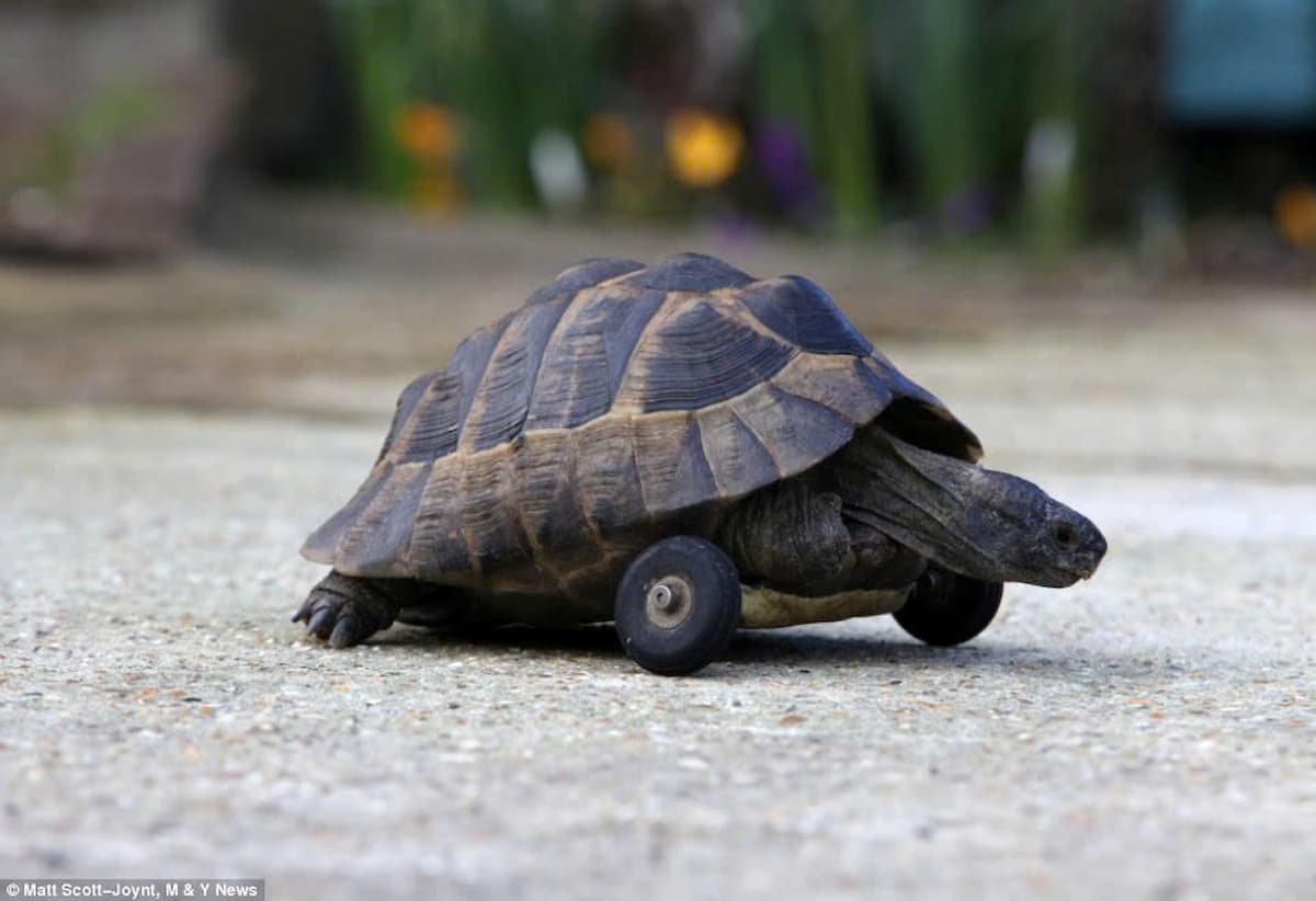 After hibernation, a severe infection led to the little turtle losing its front legs. The owner fitted it with model wheels to restore mobility