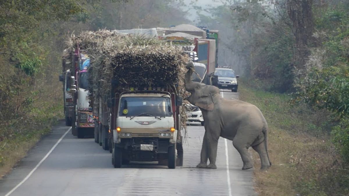 A charming scene unfolds as a mischievous wild elephant stops passing trucks to steal sugarcane