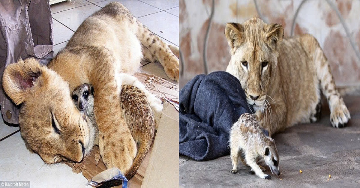 The most heartwarming orphan friendship! A lion and meerkat form an unlikely bond after being adopted at one day old