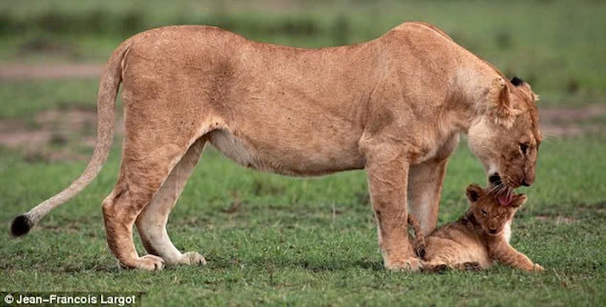 In a heart-stopping rescue captured on film, a mother lioness endangers her own life to save her cub