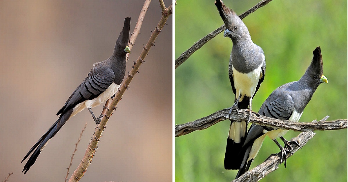 With their long, wide-banded tail and impressive crest, the white-bellied go-away-bird stands out, particularly when flying!