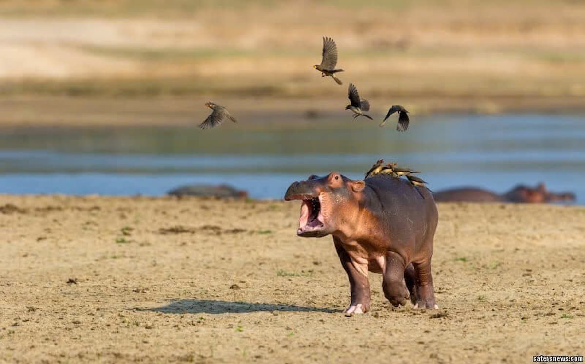 Baby Hippo Calls for Help, Exclaiming ‘I’m Serious!’ as a Flock of Birds Lands on Its Back