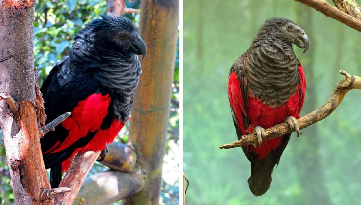 The Dracula parrot is a strange bird, and it might just be the most Gothic bird on Earth